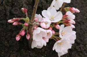 国立の桜-4