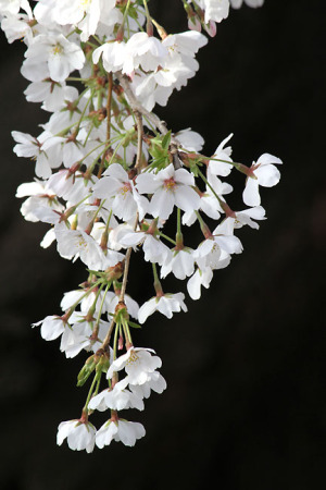 国立の桜-5